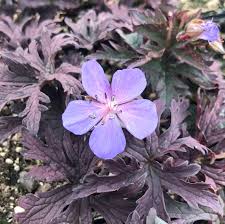 Attēlu rezultāti vaicājumam “Geranium pratense flower”