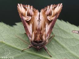 Attēlu rezultāti vaicājumam “Actinotia polyodon”