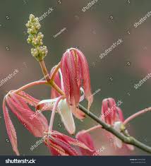 Attēlu rezultāti vaicājumam “Aesculus x neglecta flower”