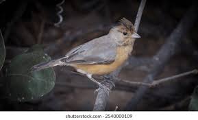 Attēlu rezultāti vaicājumam “Eucosma aspidiscana”