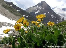 Image result for GemüseeuleGrüßle