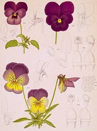 Attēlu rezultāti vaicājumam “Viola x williamsii flower”