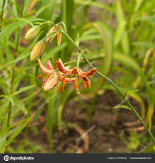 Attēlu rezultāti vaicājumam “Lilium martagon bud”