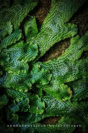 Attēlu rezultāti vaicājumam “Homalia trichomanoides sporophyte”