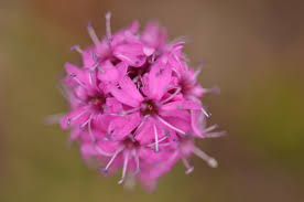 Attēlu rezultāti vaicājumam “Trichia alpina sessile”