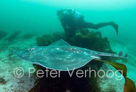 Image result for Dipturus batis