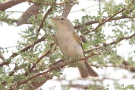 Image result for Phylloscopus orientalis