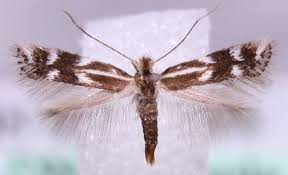 Attēlu rezultāti vaicājumam “Bucculatricidae”