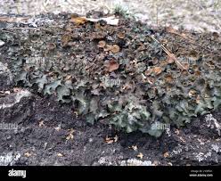 Attēlu rezultāti vaicājumam “Pleurosticta acetabulum”