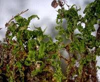 Attēlu rezultāti vaicājumam “Plagiomnium cuspidatum sporophyte”