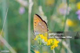Attēlu rezultāti vaicājumam “Lycaena virgaureae”
