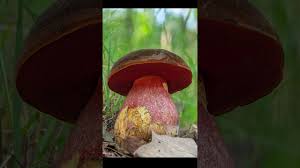 Attēlu rezultāti vaicājumam “Sutorius luridiformis”