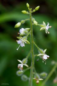 Attēlu rezultāti vaicājumam “Circaea lutetiana flower”
