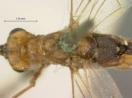 Attēlu rezultāti vaicājumam “Thecabius affinis imago”