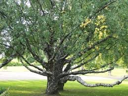 Attēlu rezultāti vaicājumam “Betula pendula var. carelica”