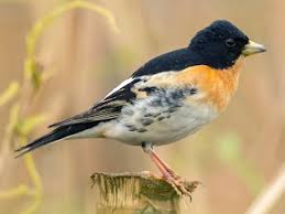 「アトリ・レギンハルト」の画像検索結果