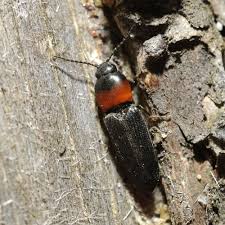 Attēlu rezultāti vaicājumam “Cardiophorus ruficollis”