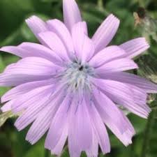 Attēlu rezultāti vaicājumam “Cynosurus cristatus flower”