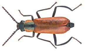 Attēlu rezultāti vaicājumam “Anthocomus rufus”