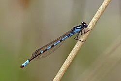 Attēlu rezultāti vaicājumam “Enallagma cyathigerum”