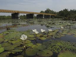 Attēlu rezultāti vaicājumam “Hydrocharis morsus-ranae”