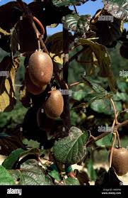 Attēlu rezultāti vaicājumam “Actinidia kolomikta fruit”