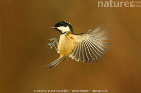 Attēlu rezultāti vaicājumam “Periparus ater”