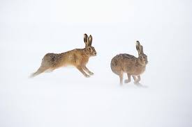 Attēlu rezultāti vaicājumam “Lepus europaeus adult”