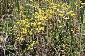 Image result for Helichrysum foetidum