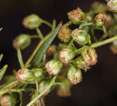 Image result for Artemisia dracunculus