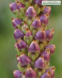 Attēlu rezultāti vaicājumam “Plantago media bud”