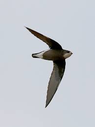 Image result for Hirundapus caudacutus