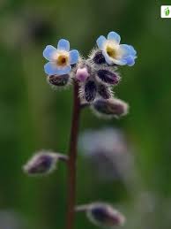 Attēlu rezultāti vaicājumam “Myosotis sparsiflora flower”