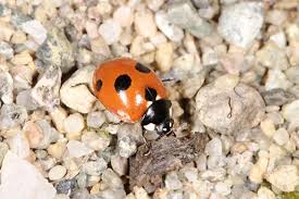Attēlu rezultāti vaicājumam “Coccinella quinquepunctata”