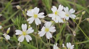 Attēlu rezultāti vaicājumam “Stellaria nemorum flower”