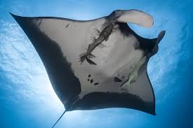 Image result for Mobula birostris