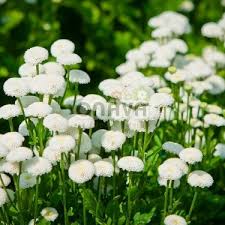 Image result for Tanacetum parthenium 'Tetraweiss'