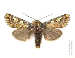 Attēlu rezultāti vaicājumam “Panolis flammea”