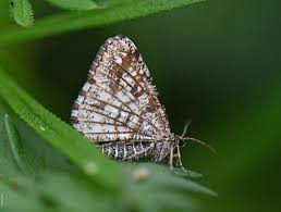 Attēlu rezultāti vaicājumam “Chiasmia clathrata”