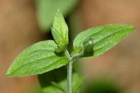 Attēlu rezultāti vaicājumam “Moehringia trinervia bud”