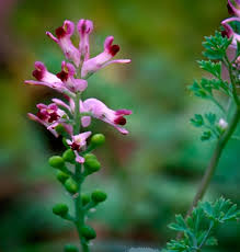 Image result for Fumaria officinalis