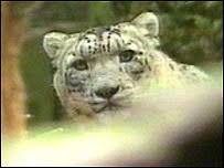 Image result for Essex Leopards