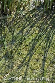 Attēlu rezultāti vaicājumam “Chara intermedia”