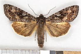 Attēlu rezultāti vaicājumam “Eurois occulta”