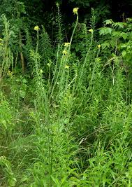 Attēlu rezultāti vaicājumam “Erysimum hieracifolium fruit”