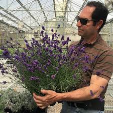 Attēlu rezultāti vaicājumam “Lavandula angustifolia”