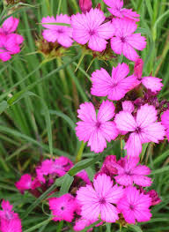 Image result for Steinnelke