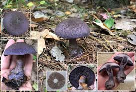 Attēlu rezultāti vaicājumam “Cortinarius violaceus”
