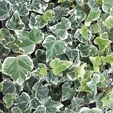 Attēlu rezultāti vaicājumam “Hedera helix  leaf”