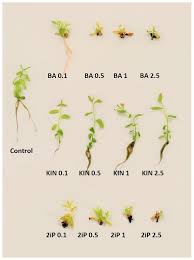 Attēlu rezultāti vaicājumam “Salix myrtilloides leaf”